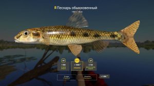 Русская рыбалка 4-р.Волхов-Трофейный Пескарь