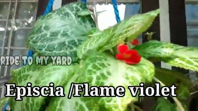 My  Hanging plant collection Part1 |10 varieties of easy and fast growing hanging plants Malayalam|
