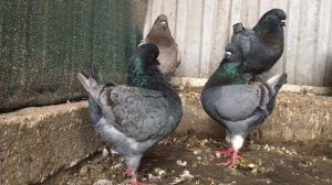 Голуби кинги KING PIGEONS 2020