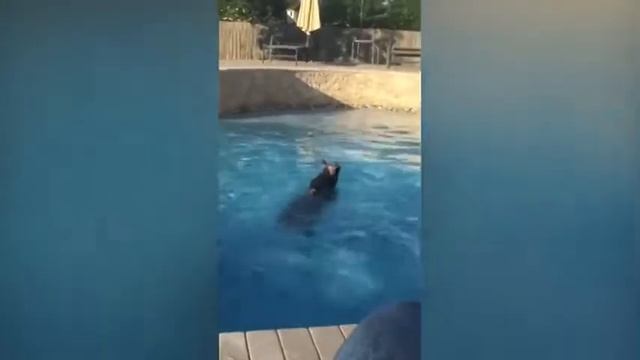 Йоркширский терьер поплавал на лабрадоре смотреть онлайн