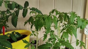 Томат Сливка Гурман. Редчайший и красивейший томат.