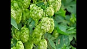 Картофельные дрожжи и белый хлеб. Маринкины творинки. Всем МИРА и Добра!