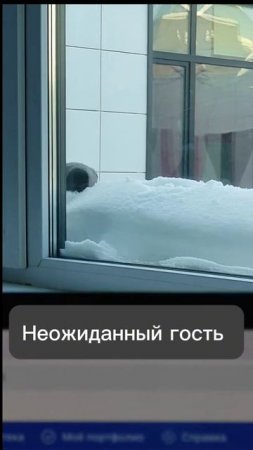 На работе неожиданно на подоконник прилетел гость. Февраль, 2024.