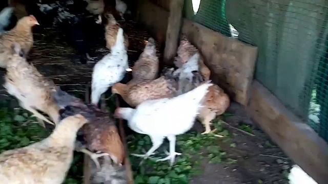 В ПРИРОДНУЮ АПТЕКУ ЗА ВИТАМИНАМИ ДЛЯ ЦЫПЛЯТ!!! КРАПИВА ДЛЯ ЦЫПЛЯТ ВКУСНО И ПОЛЕЗНО!!!