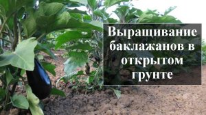 Выращивание баклажанов в открытом грунте