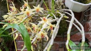Орхідеї Дендробіум моя пристрасть. Dendrobium Meinen Hebammen. Dendrobium heterocarpum та інші.