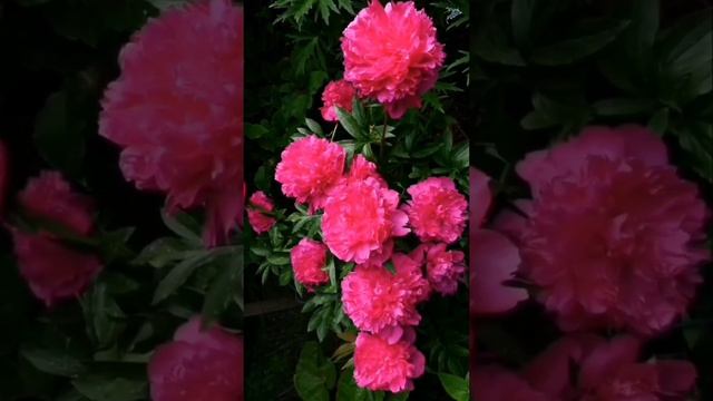 Хто тебе любив. Сл. В. Мир... смотреть онлайн