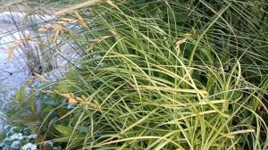 Осока пальмолистна. Все про осоку пальмолистну.