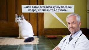 Странные позы, которые кажутся нам смешными, но на самом деле говорят о плохом самочувствии питомца