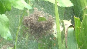 Grote oeverspin Dolomedes plantarius, vrouwtje met jonkies