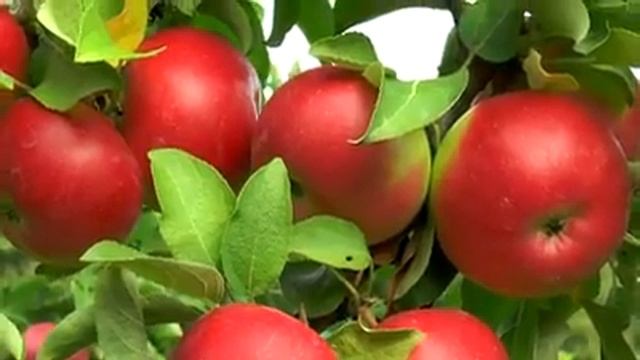 Карликовый плодовые деревья