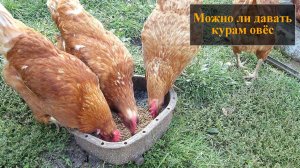 Можно ли давать курам овес