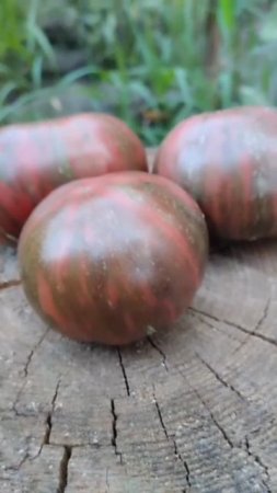 Томат гном Малиновая нерка🍅🍅🍅