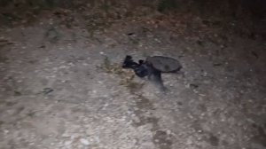 Еж ест голубя