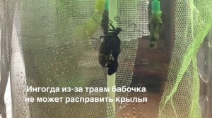 Вылупление Парусника Политес(Papilio polytes)