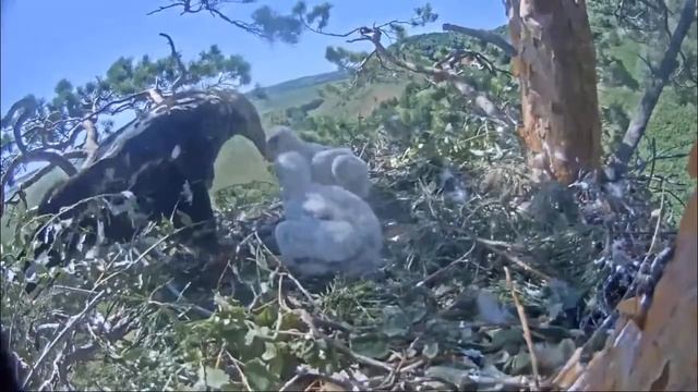 Гнездо Солнечного Орла - Могильника 19.06.2021 смотреть онлайн