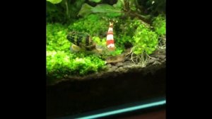 Clea Helena attacks shrimp