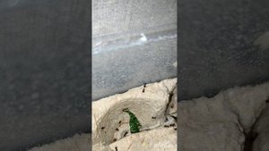Сверчковая пыль пьет водичку