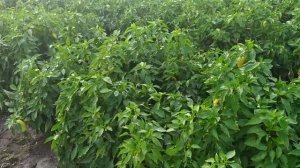 перец Алексей радует своим урожаем