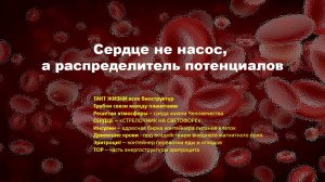 "Сердце не насос, а распределитель потенциалов