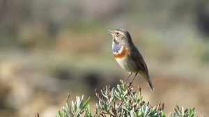 Bluethroat