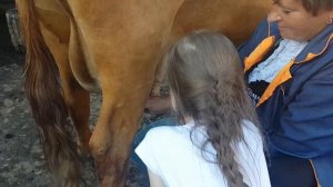 Полина доит корову.