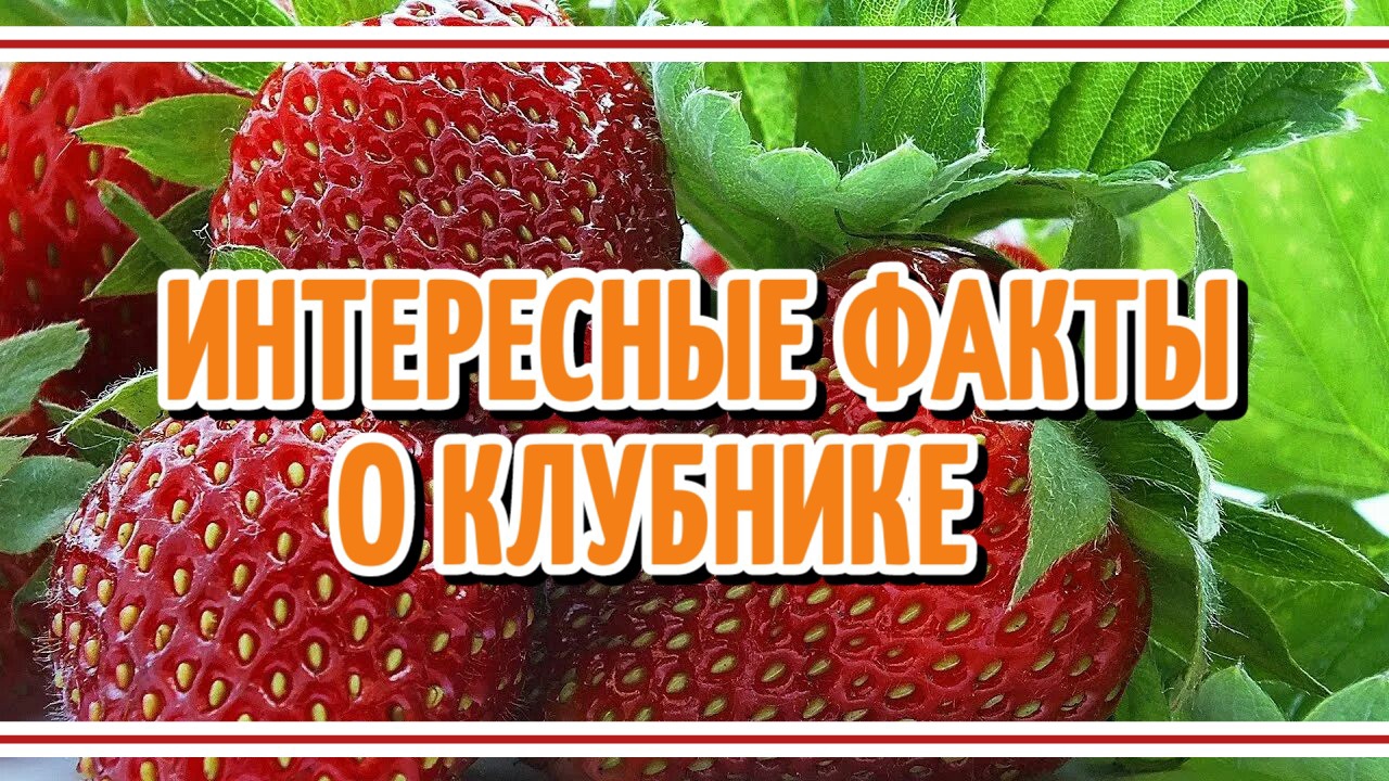 Клубника, факты, интересно.