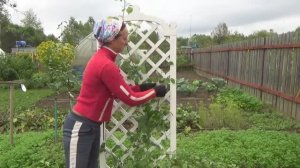 6 соток 11 сентября 2020 года 2 часть. Простые опоры для смородины, виноград и салат из Белорусской
