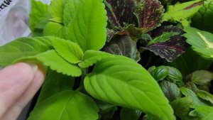 Колеусы Ижевск.