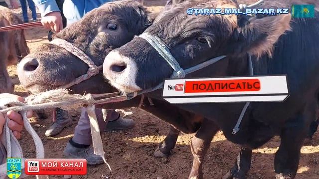 МЕРКІ МАЛ БАЗАРЫ 19.10.2023 | ІРІ ҚАРА БАҒАСЫ