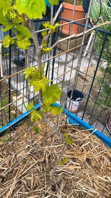 #grapevine & #blackberry plant progress #backyardfarming #growingfruits
