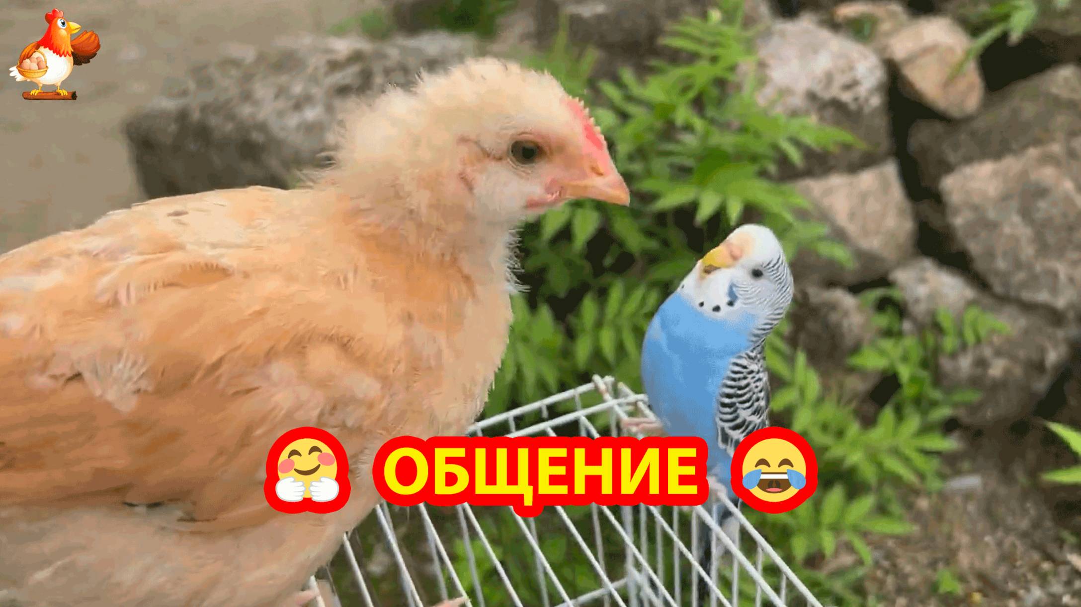 Цыплята и волнистый Попугайчик на улице 🐤😂🥰