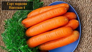 Морковь сорта Нантская 4