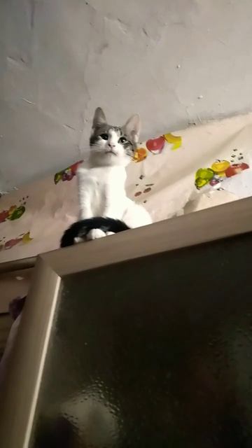 муза кошка майкун она от Лёши и сидит правельно #кошка #майкун #майкун смотреть онлайн