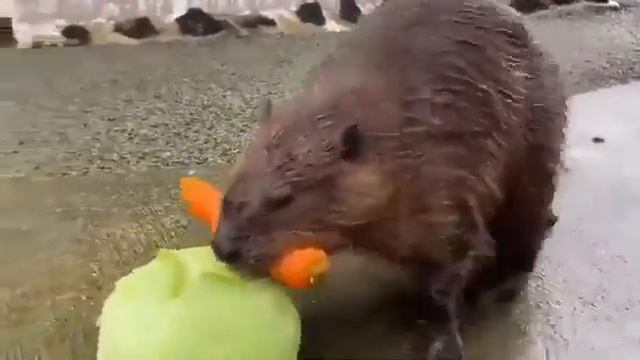 Бобр добытчик смотреть онлайн