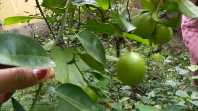 Growing & Harvesting From My Green Citrus Tree Garden over the Rainy Season.
