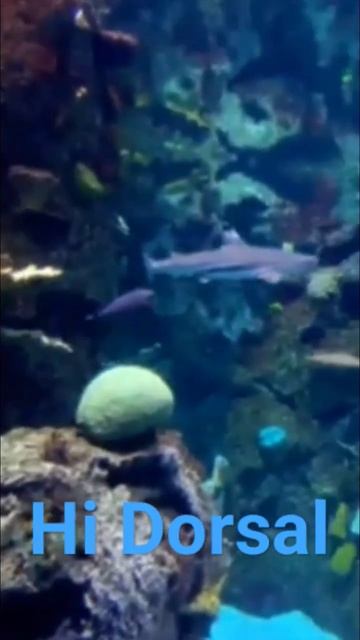 Meet Dorsal The Blacktip Reef Shark смотреть онлайн