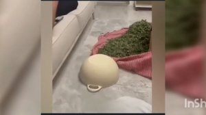 смешные коты ‼️ приколы с котами ‼️ с озвучкой ‼️