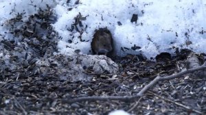 Мышь измайловская