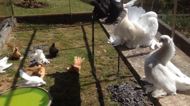 Статные Голуби Maier Alexander. T.015786407170 смотреть онлайн