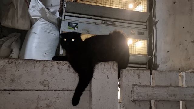 что случилось с поросятами? будут ли у утки гусята? смотреть онлайн