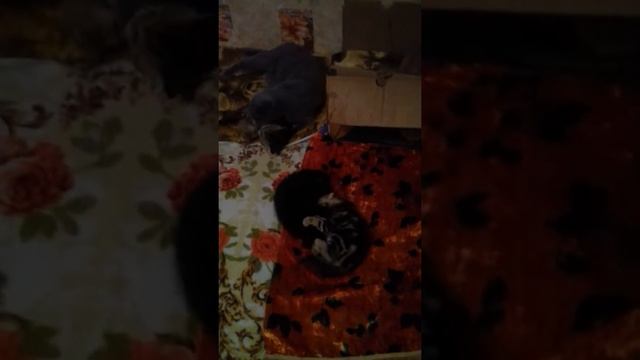 мама-кошка играет с котятами смотреть онлайн