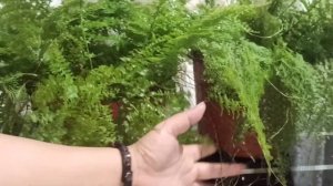 Cotton Candy Fern / Suzi Wong Fern ( Nephrolepis Exaltata)