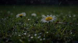Мелодии Печали Музыка, Которая Затрагивает Душу