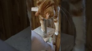 Срочно купите собаке вазелин, иначе...