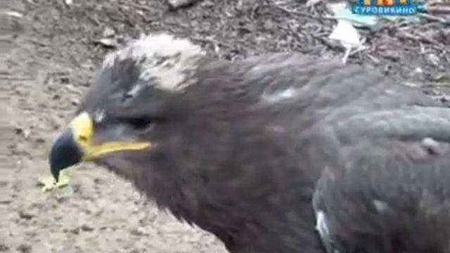 Необычный "клиент" смотреть онлайн