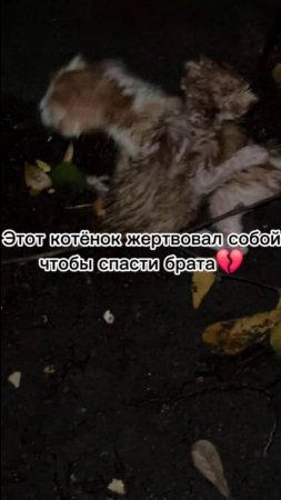 Душераздирающая история двух уличных котят 💔 #котята #рекомендации #добро #животные #кошки #котенок