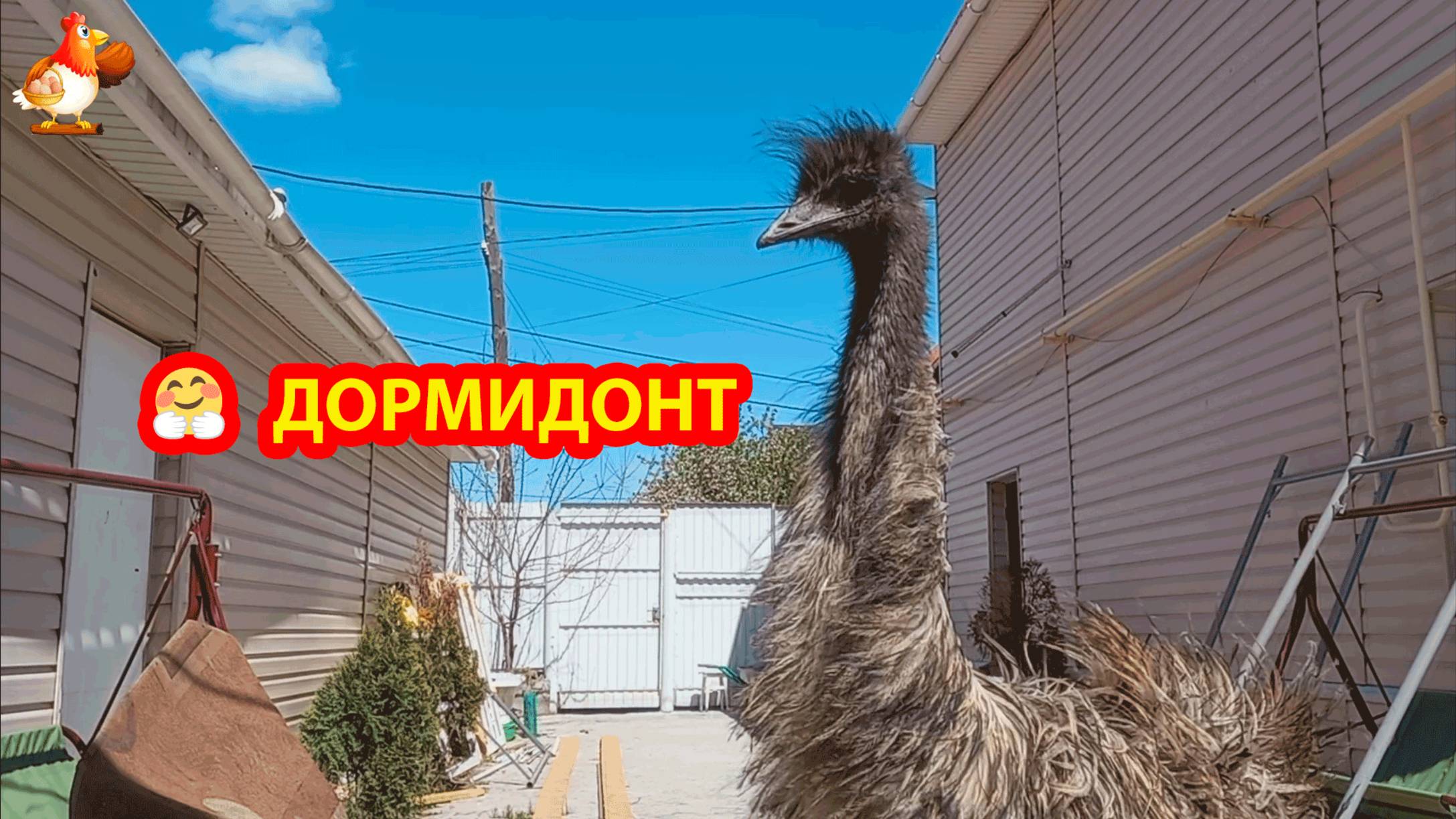 Эму Дормидонт и прогулка не ветру ❣️😂🥰