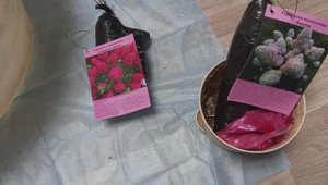 Гортензии из Светофора, как их сохранить до посадки в грунт. Проращивание чубуков винограда.