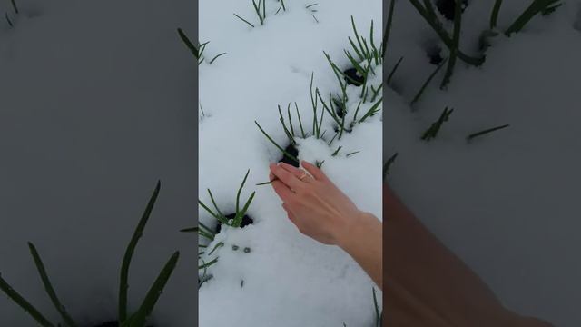 Вот такая весна апрельская со снегом....в 2017году